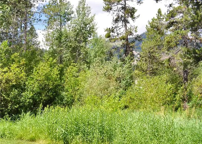 Rmr: Chokeberry 3814 In The Aspens
